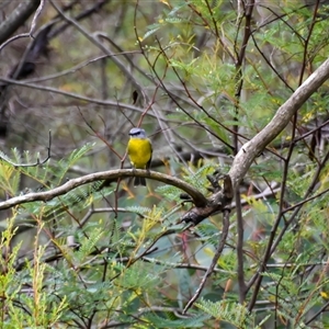 Eopsaltria australis at Bargo, NSW - 8 May 2024 01:46 PM