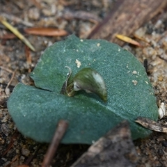 Corybas aconitiflorus at Bargo, NSW - suppressed