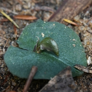 Corybas aconitiflorus at Bargo, NSW - suppressed