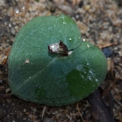 Corybas aconitiflorus at Bargo, NSW - suppressed