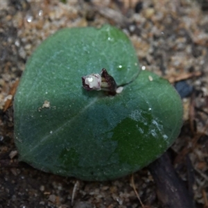 Corybas aconitiflorus at Bargo, NSW - suppressed
