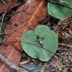Corybas aconitiflorus at Bargo, NSW - suppressed