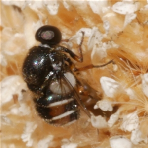 Ogcodes basalis at Freshwater Creek, VIC - 7 Mar 2025 03:45 PM