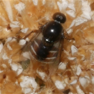 Ogcodes basalis at Freshwater Creek, VIC - 7 Mar 2025 03:45 PM