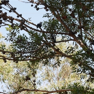 Gymnorhina tibicen (Australian Magpie) at Freshwater Creek, VIC - 7 Mar 2025 by WendyEM