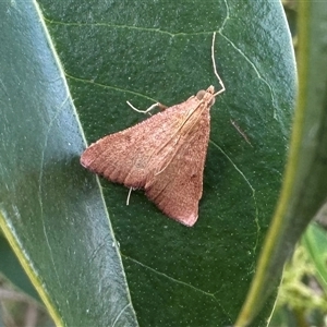 Endotricha ignealis at Pialligo, ACT - 13 Jan 2025 04:33 PM