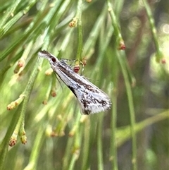 Thema macroscia (A concealer moth) at Ainslie, ACT - 19 Oct 2024 by Pirom