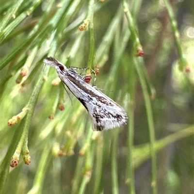 Thema macroscia (A concealer moth) at Ainslie, ACT - 19 Oct 2024 by Pirom