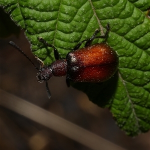 Ecnolagria sp. (genus) at Freshwater Creek, VIC - 7 Mar 2025 03:53 PM