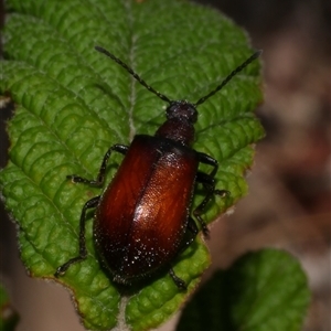 Ecnolagria sp. (genus) at Freshwater Creek, VIC - 7 Mar 2025 03:53 PM