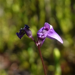 Utricularia dichotoma at Providence Portal, NSW - suppressed