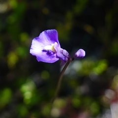 Utricularia dichotoma at Providence Portal, NSW - suppressed
