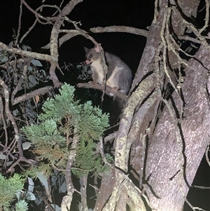 Trichosurus vulpecula at Crowther, NSW - 13 Mar 2025 09:34 PM