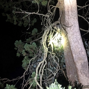 Trichosurus vulpecula at Crowther, NSW - 13 Mar 2025 09:34 PM