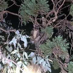 Trichosurus vulpecula at Crowther, NSW - 13 Mar 2025 09:34 PM