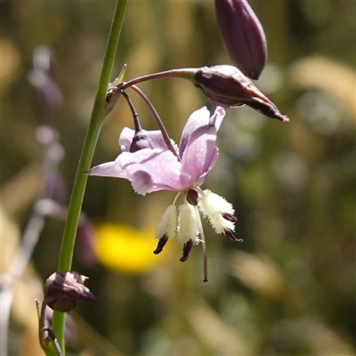 Arthropodium milleflorum (Vanilla Lily) by RobG1