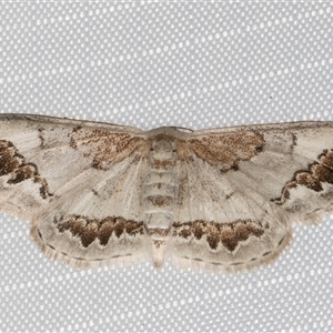 Dithalama cosmospila at Melba, ACT - 12 Mar 2025 10:40 PM