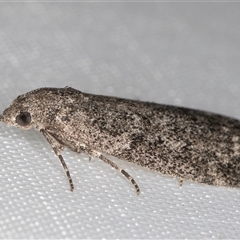 Heteromicta pachytera at Melba, ACT - 12 Mar 2025 10:52 PM