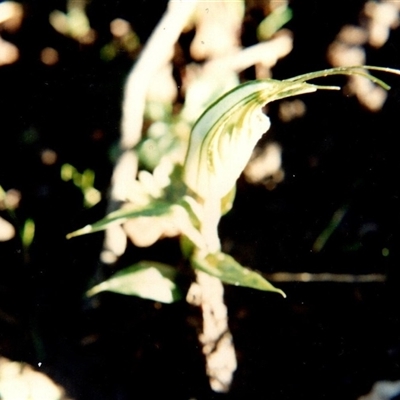 Pterostylis striata at Yattalunga, SA - 1 Jul 1990 by johnpugh