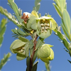 Pimelea bracteata (A Rice Flower) at Gooandra, NSW - 19 Dec 2024 by RobG1