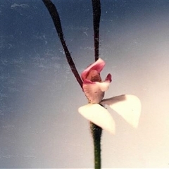 Leptoceras menziesii (Rabbit Orchid) at Yattalunga, SA - 1 Oct 1991 by johnpugh