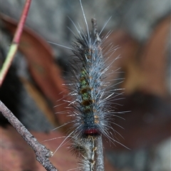 Epicoma (genus) at Palerang, NSW - 14 Mar 2025 02:26 PM