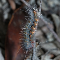 Epicoma (genus) at Palerang, NSW - 14 Mar 2025 02:26 PM
