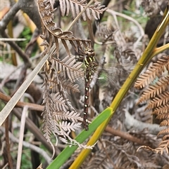Austroaeschna pulchra at Palerang, NSW - 14 Mar 2025 02:19 PM