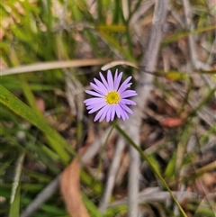 Brachyscome spathulata (Coarse Daisy, Spoon-leaved Daisy) at Palerang, NSW - 14 Mar 2025 by Csteele4