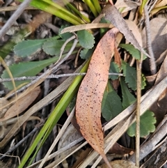Brachyscome spathulata at Palerang, NSW - 14 Mar 2025 03:42 PM