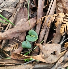 Acianthus exsertus at Palerang, NSW - suppressed