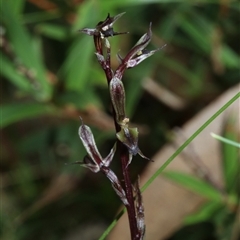Acianthus exsertus at Palerang, NSW - suppressed