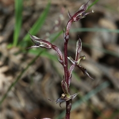 Acianthus exsertus at Palerang, NSW - suppressed