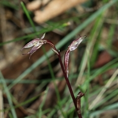 Acianthus exsertus at Palerang, NSW - suppressed