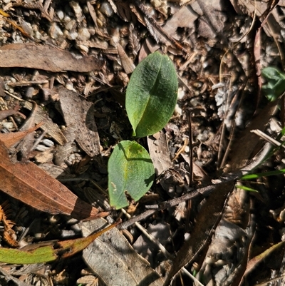 Chiloglottis reflexa (Short-clubbed Wasp Orchid) at Palerang, NSW - 14 Mar 2025 by Csteele4