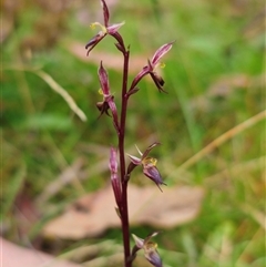 Acianthus exsertus (Large Mosquito Orchid) at Palerang, NSW - 14 Mar 2025 by Csteele4