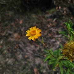 Xerochrysum bracteatum (Golden Everlasting) at Palerang, NSW - 14 Mar 2025 by Csteele4