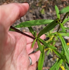 Xerochrysum bracteatum at Palerang, NSW - 14 Mar 2025 02:16 PM