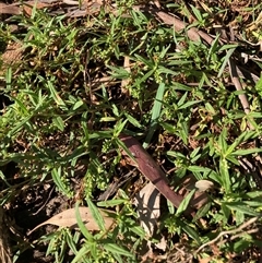 Persicaria prostrata (Creeping Knotweed) at Watson, ACT - 12 Mar 2025 by waltraud