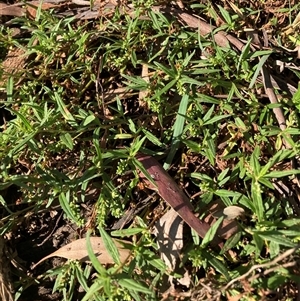 Persicaria prostrata at Watson, ACT - 12 Mar 2025 05:23 PM