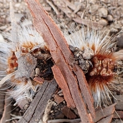 Anthela (genus) immature at Cook, ACT - 3 Mar 2025 10:11 AM