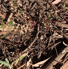 Alternanthera denticulata (Lesser Joyweed) at Watson, ACT - 12 Mar 2025 by waltraud