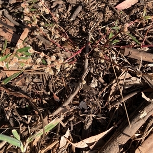 Alternanthera denticulata at Watson, ACT - 12 Mar 2025 05:23 PM