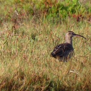 Numenius phaeopus at Bermagui, NSW - 12 Mar 2025 08:30 AM