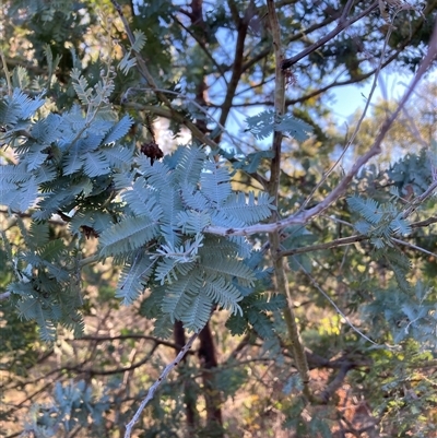 Acacia baileyana (Cootamundra Wattle, Golden Mimosa) at Watson, ACT - 12 Mar 2025 by waltraud