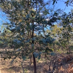 Acacia baileyana at Watson, ACT - 12 Mar 2025 05:44 PM