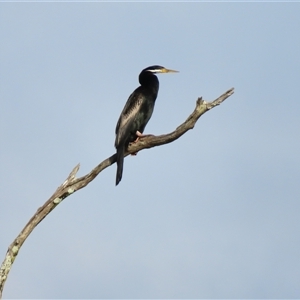 Anhinga novaehollandiae at Bermagui, NSW - 12 Mar 2025 08:50 AM