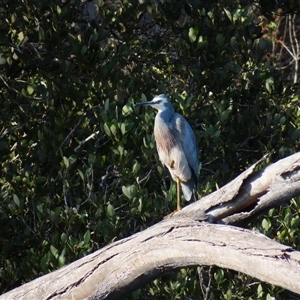 Egretta novaehollandiae at Bermagui, NSW - 12 Mar 2025 08:57 AM