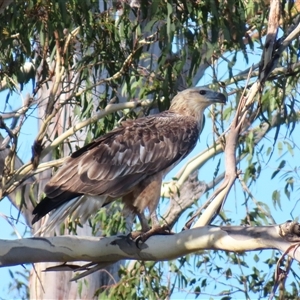 Haliaeetus leucogaster at Bermagui, NSW - 12 Mar 2025 09:02 AM