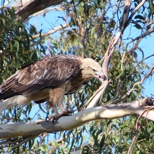 Haliaeetus leucogaster at Bermagui, NSW - 12 Mar 2025 09:02 AM